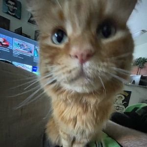 Meet your Posher, Bailey